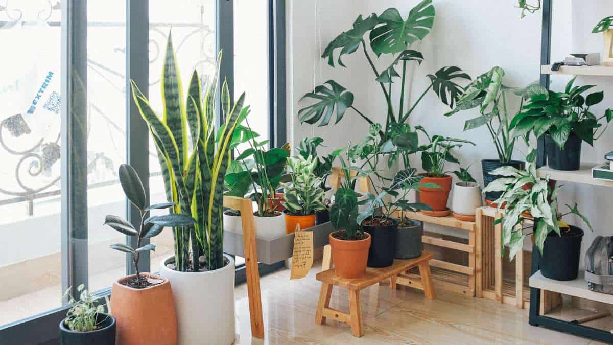 Cuidados Obrigatórios com Plantas Dentro de Casa